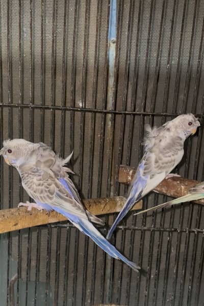 hogoromo budgies recessive pied pair/lutino opline