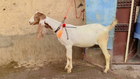 Bakra on Sell only 70k