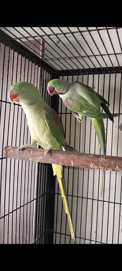 Talking Raw breeder
