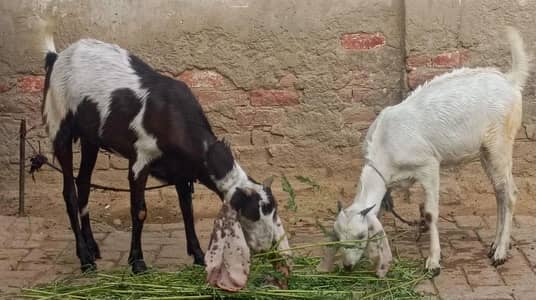 2 bakri