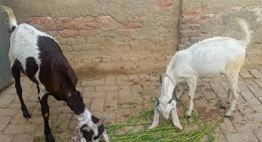 2 bakri 1