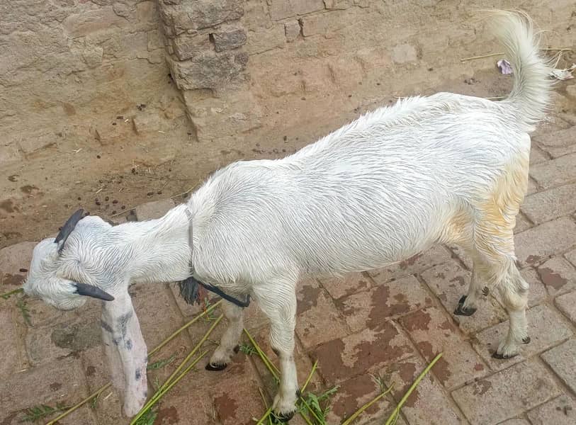 2 bakri 2