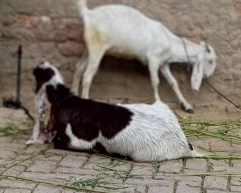 2 bakri 3