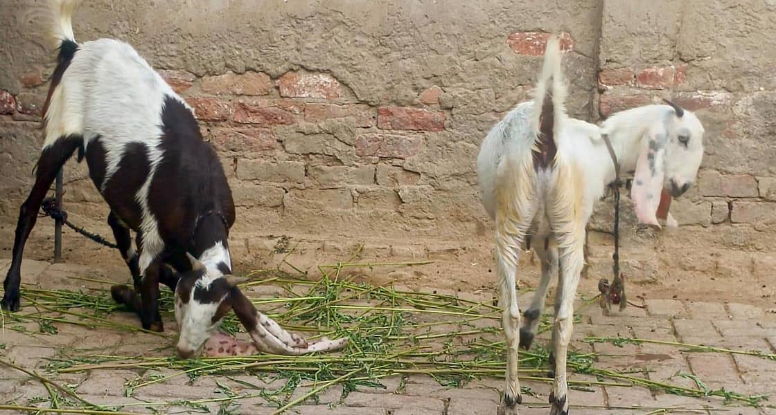 2 bakri 4