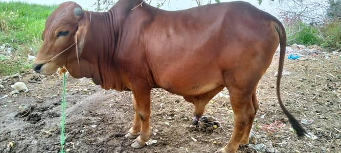 Healthy Ghar Ka Palay Huay Jamwar Bail – 4 Man & 3.5 Man Weight