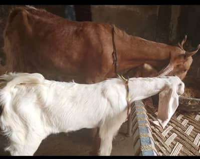 Betal Nasal bakri goat + 3 bachay female for sale 0300-38*10/665-