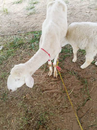 sheep