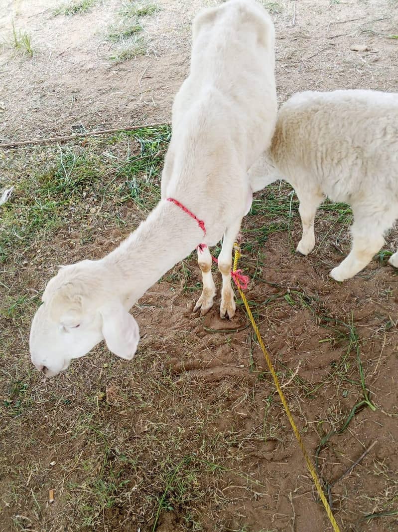 sheep 0