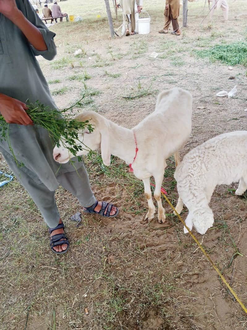 sheep 1