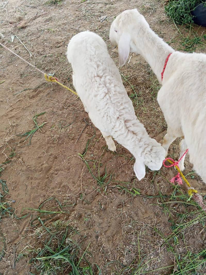 sheep 2