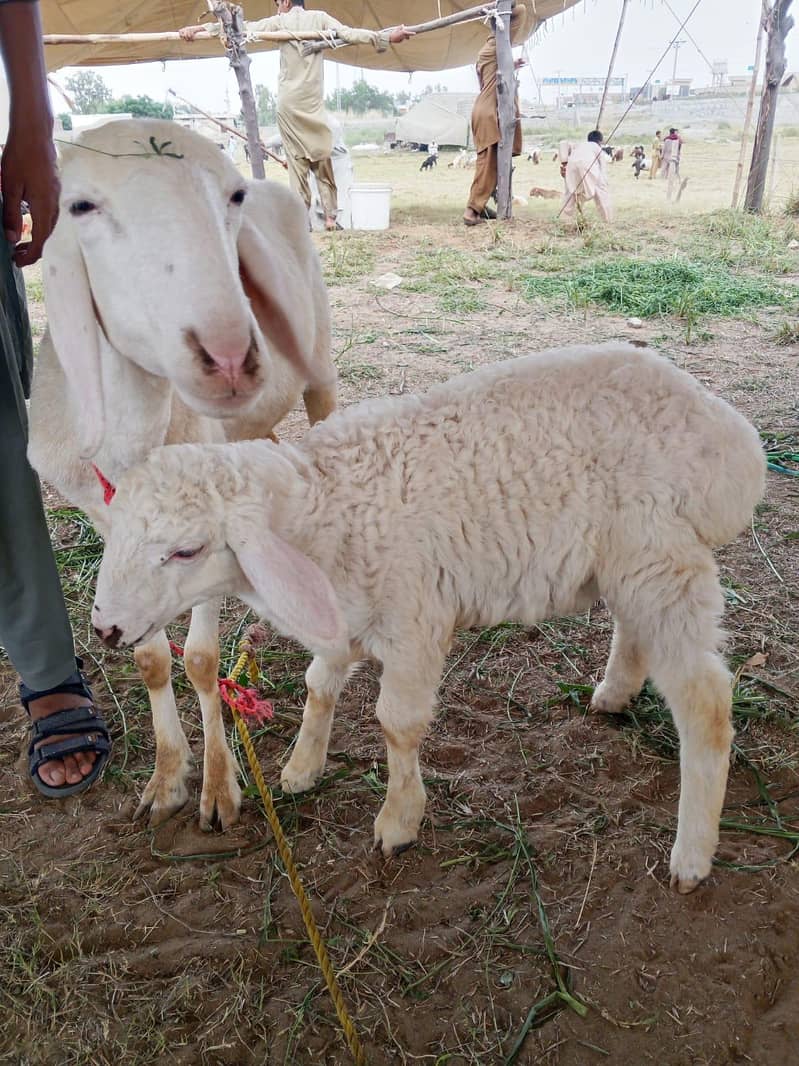 sheep 3