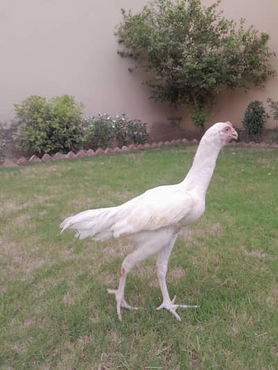heera aseel male