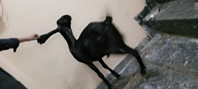 bakra qurbani ke liye 2026