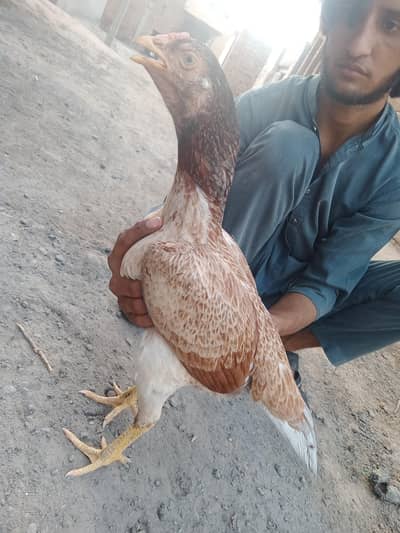 mianwali aseel