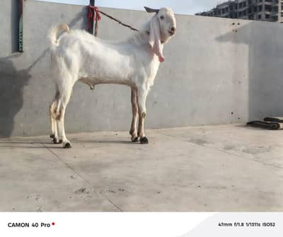 Gulabi Kamori Cross Male - 2 Danth - Ready for Qurbani 2026