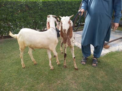 Goats for sale