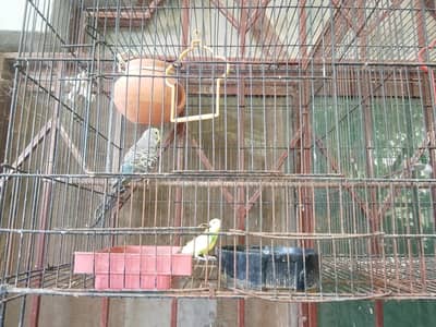 Australian parrots with cage for sale