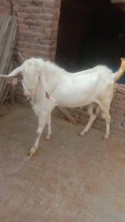 gulabi Bakra Wait  80kg