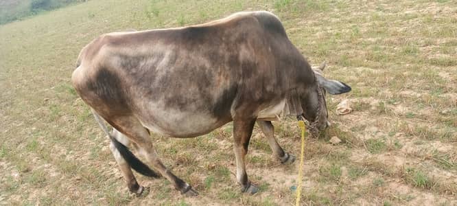 For sale