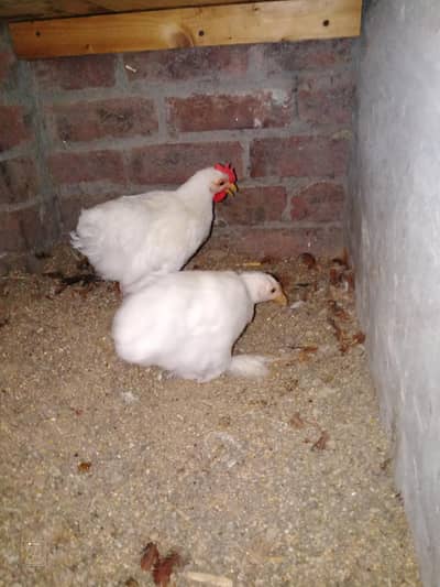 Silki chicks|| Molted bantum chick || Coco Polish