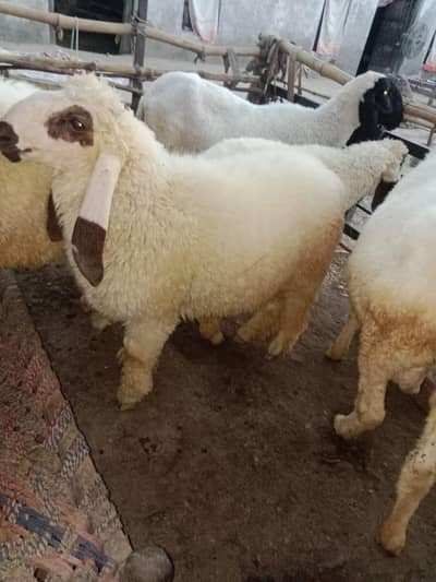 2 sheeps