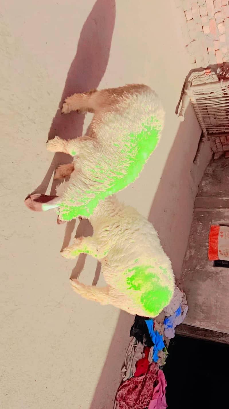 2 sheeps 1