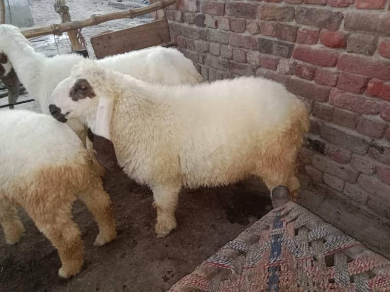 2 sheeps 2