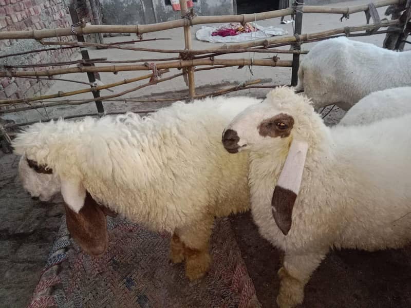 2 sheeps 3