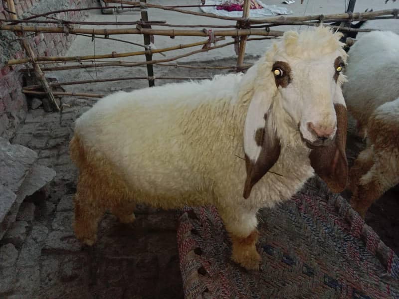 2 sheeps 4