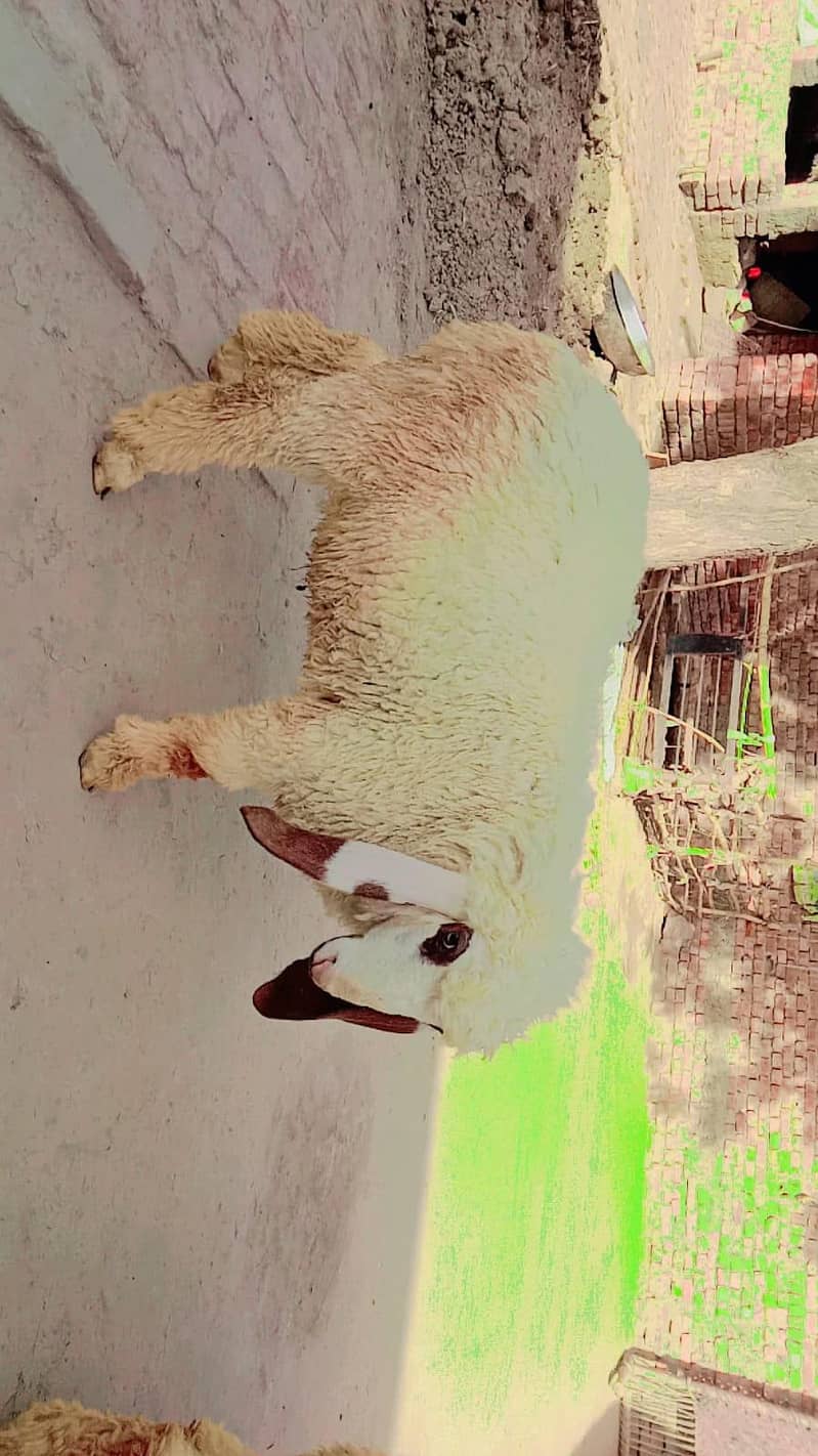 2 sheeps 5