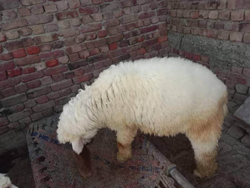 2 sheeps 6