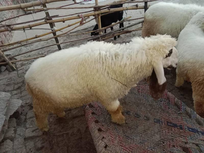 2 sheeps 7