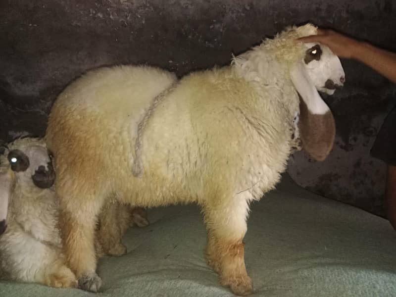 2 sheeps 8
