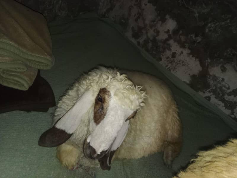 2 sheeps 9