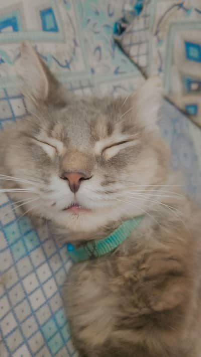 Persian cats