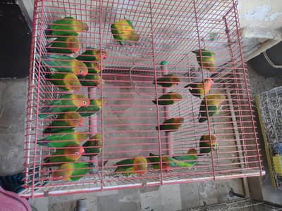 love birds fisher parrot for sale