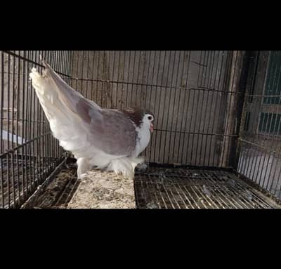Ash red / European Lahore