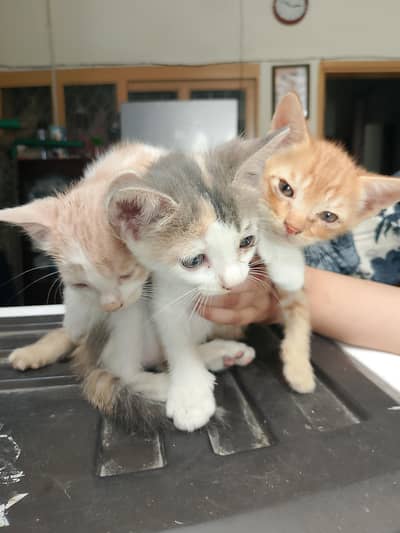 Persian Cat baby Pairs
