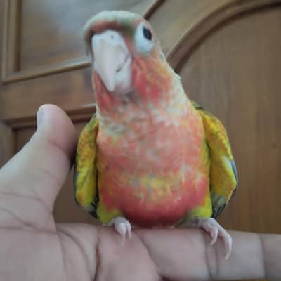 pineapple conure hand tame fly tame