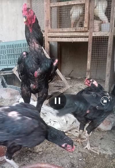 black shamo