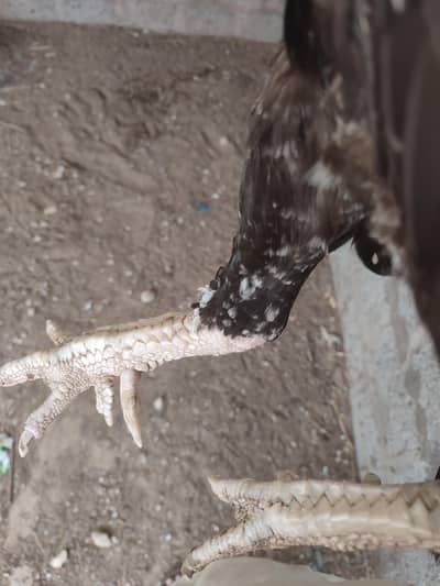 One eye aseel breeder