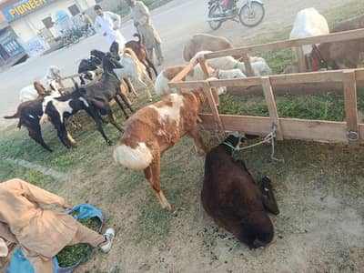 goat and sheeps available for sale