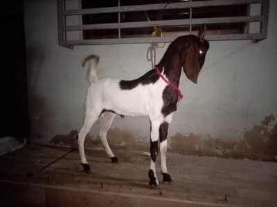 bakra