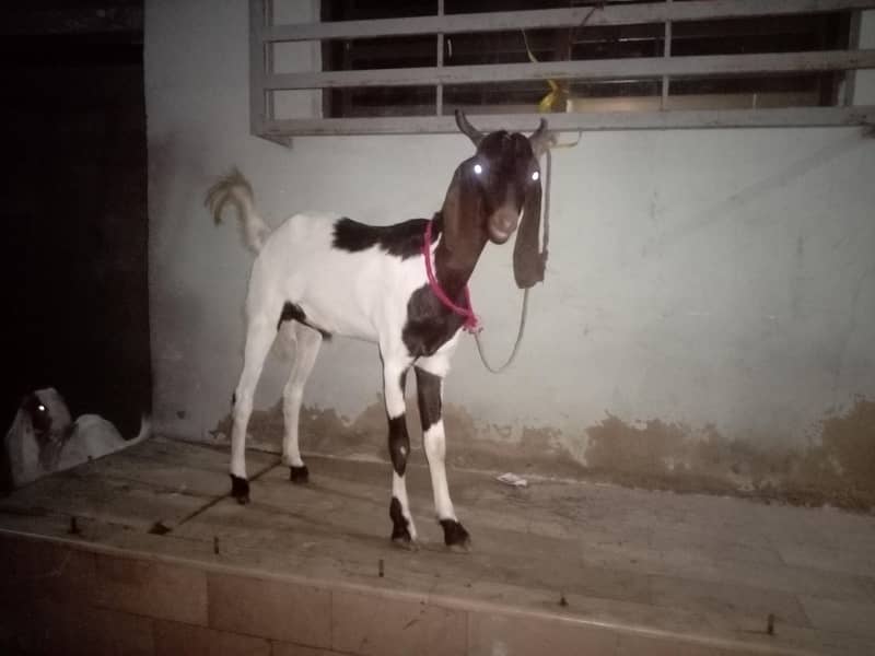 bakra 1