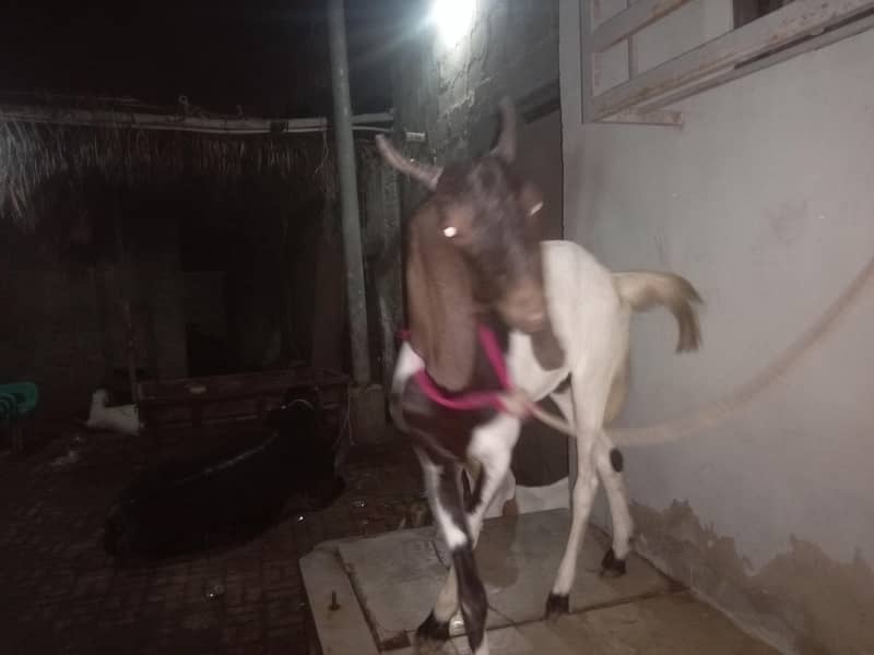 bakra 2