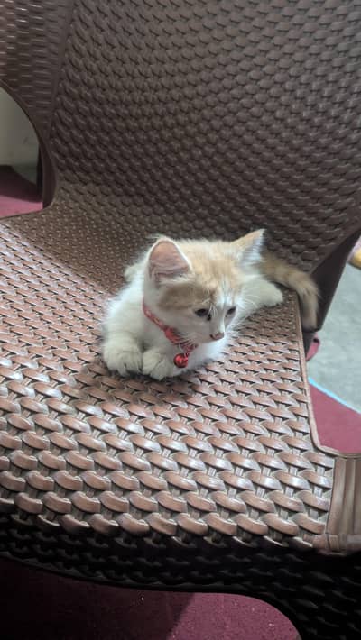 cat for sale