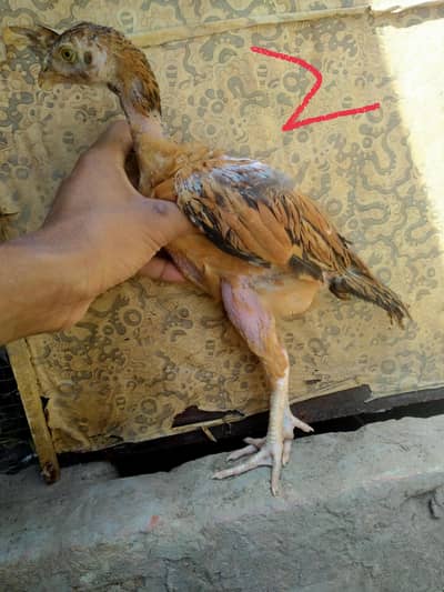 high quality Pakistani aseel chicks  available