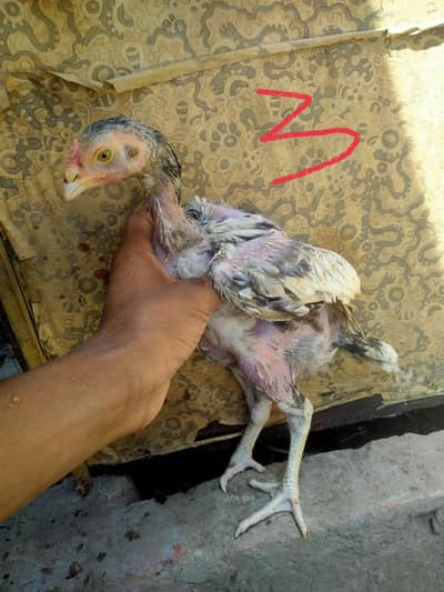 high quality Pakistani aseel chicks  available