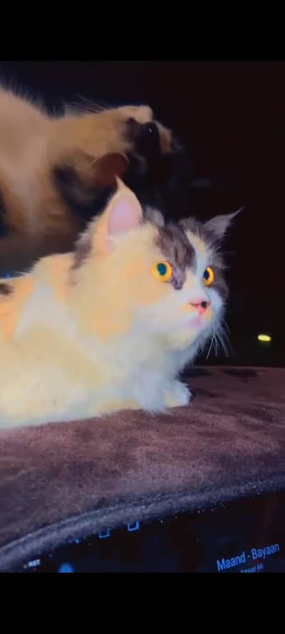 Persian female cat for sale (urgent)
