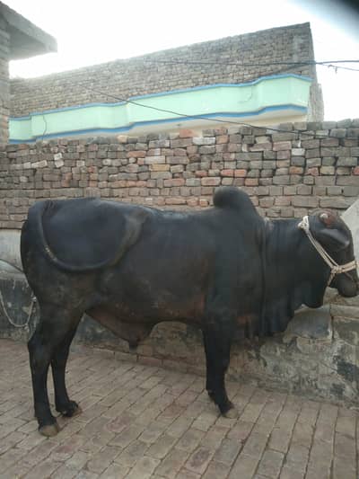 Mashallah Desi Wacha 4 Daant meat weight 5 mann cntct#03131721042